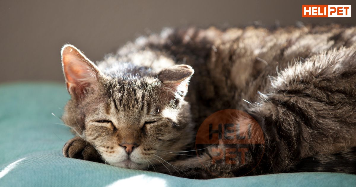 mèo bị sỏi bàng quang