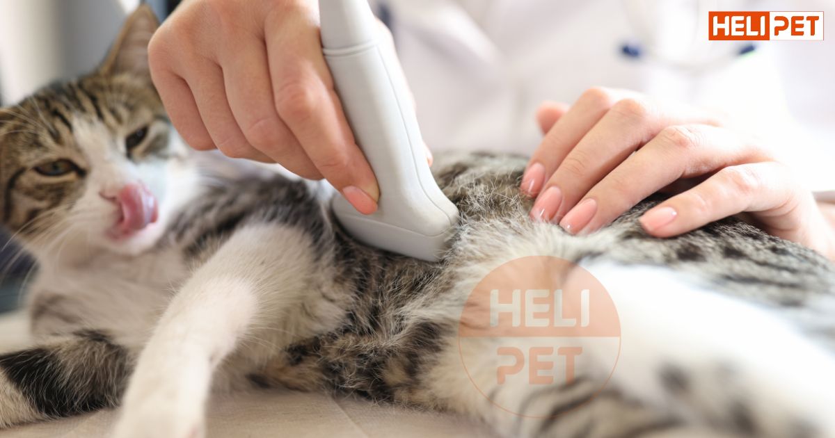 mèo bị sỏi bàng quang