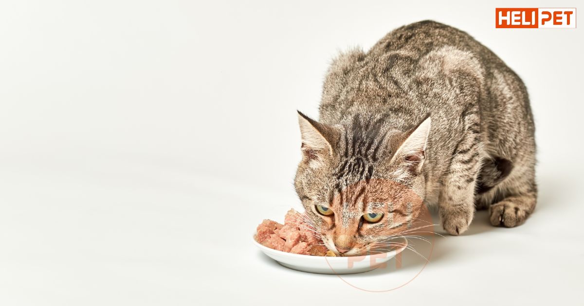 mèo bị sỏi bàng quang