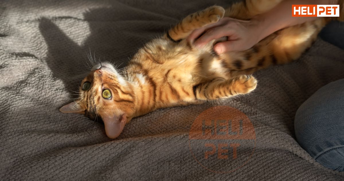 mèo bị sỏi bàng quang