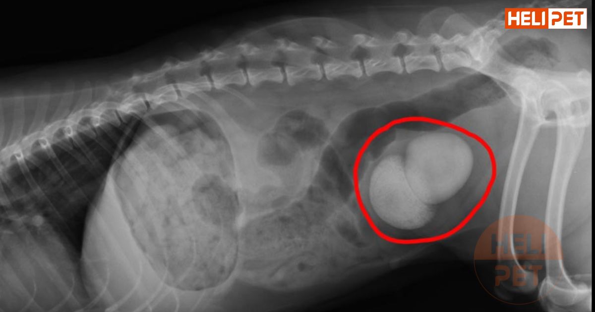 Mèo bị sỏi bàng quang nên ăn gì