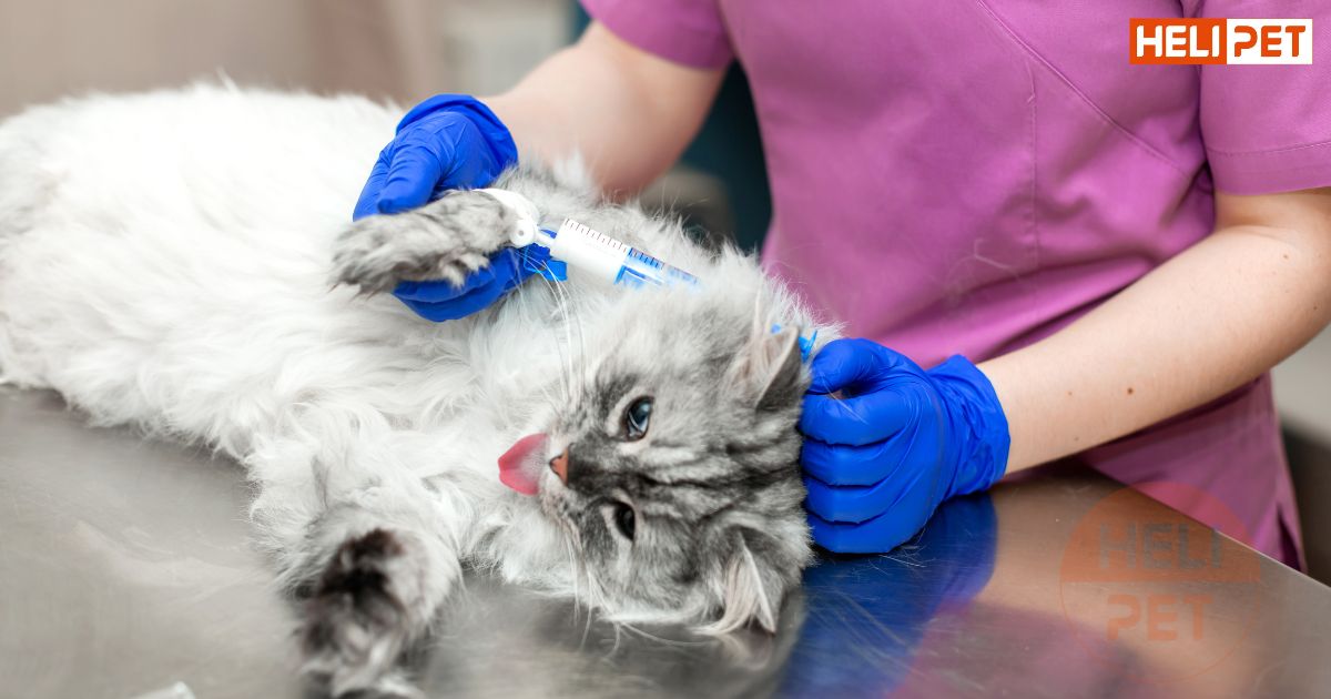 Mèo bị sỏi bàng quang nên ăn gì