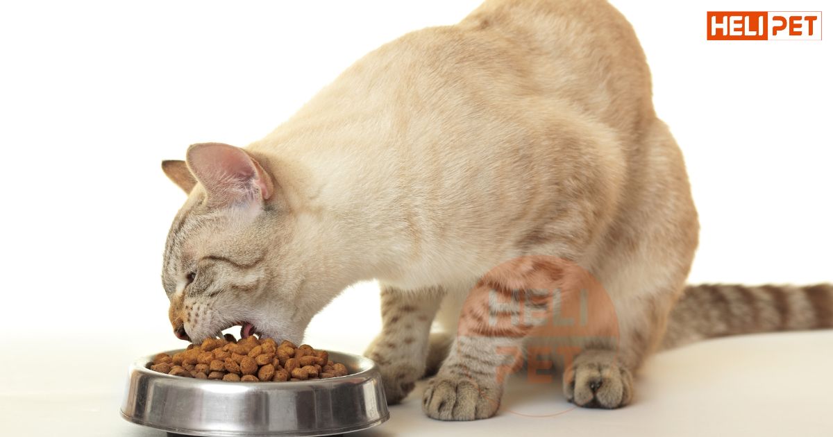 mèo bị sỏi thận