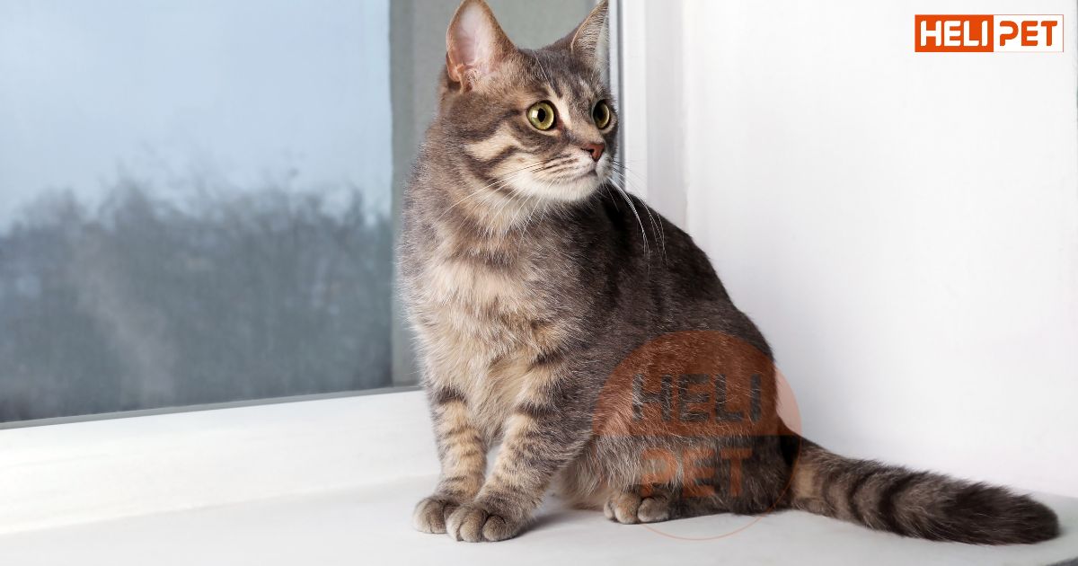 mèo bị sỏi thận