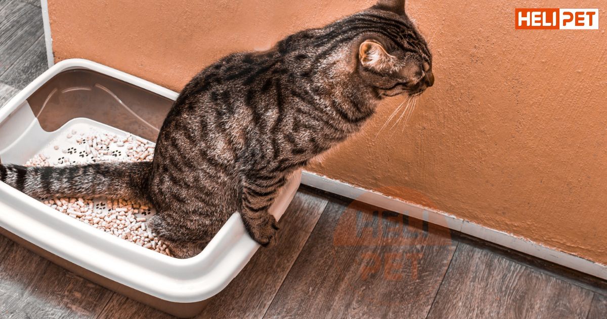 mèo bị sỏi thận