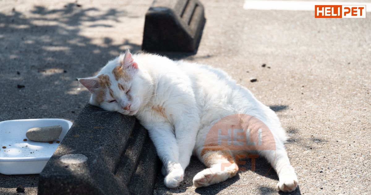 mèo bị sỏi thận