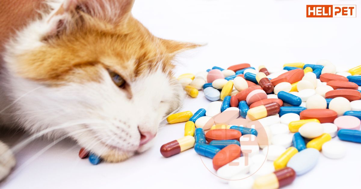 mèo bị sỏi thận