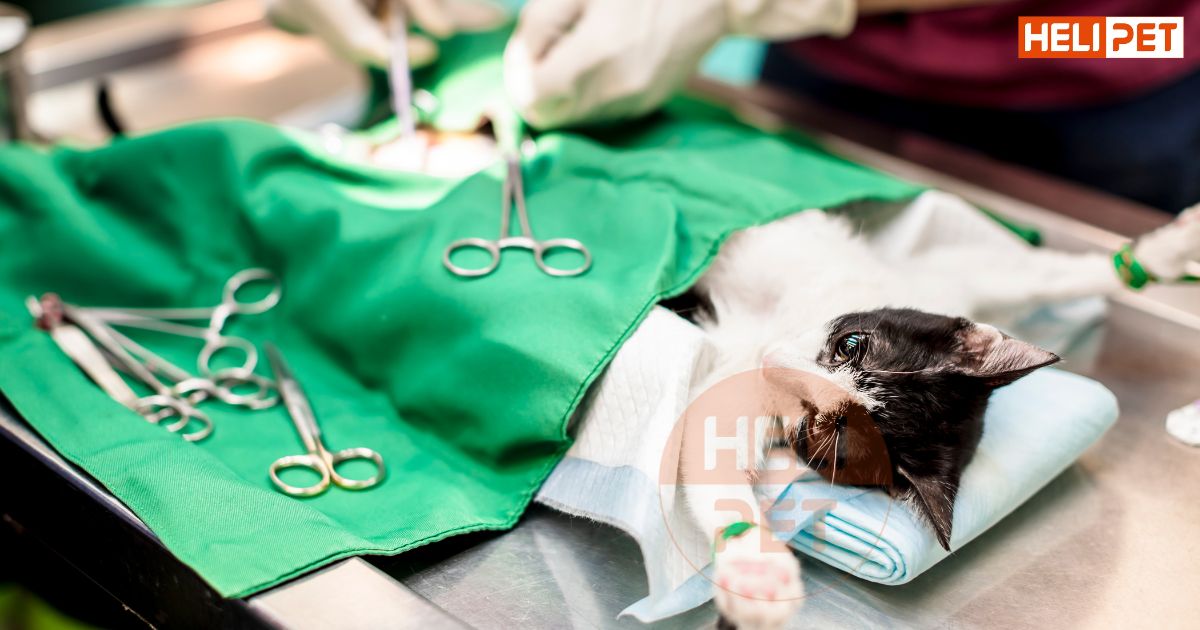 mèo bị sỏi thận