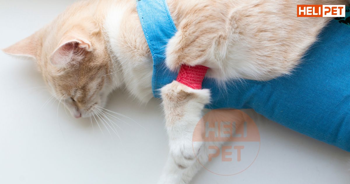 mèo bị sỏi thận