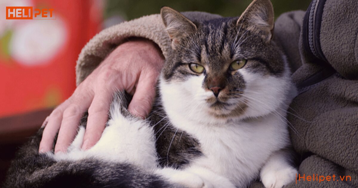 Mèo bị sỏi thận có chữa được không