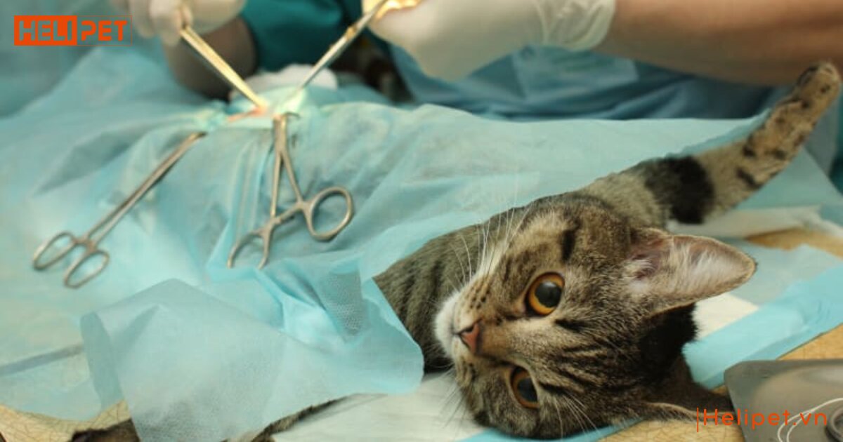 Mèo bị sỏi thận có chữa được không