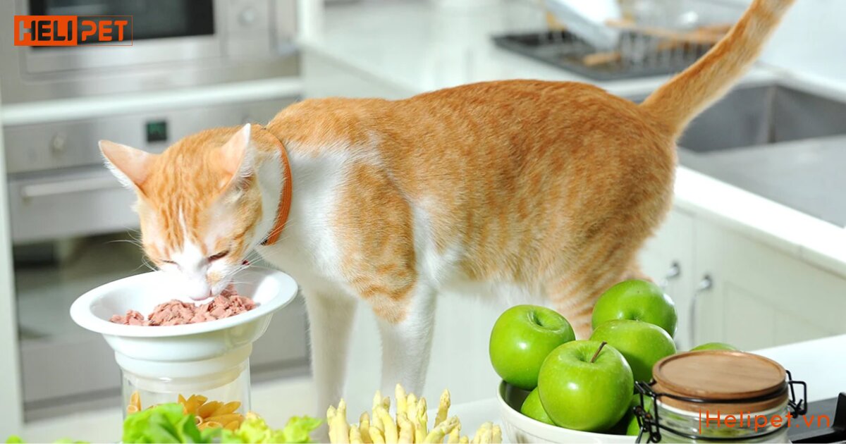 Mèo bị sỏi thận có chữa được không