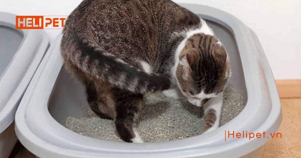 Mèo bị suy thận