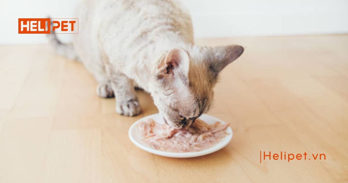 Mèo bị suy thận