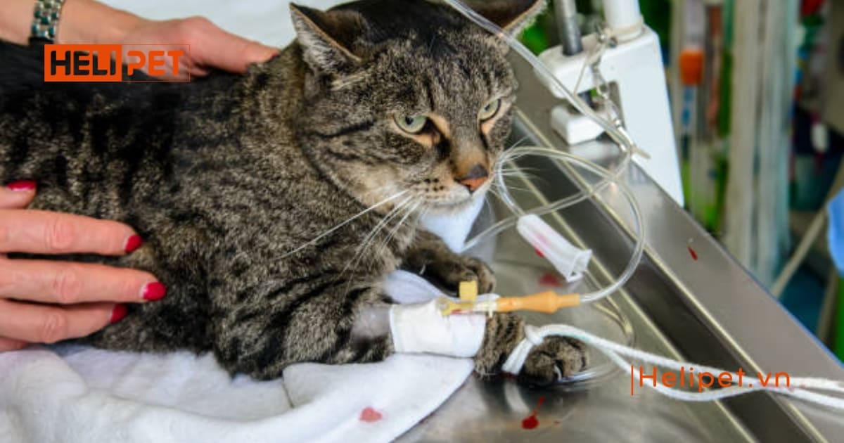 Mèo bị suy thận