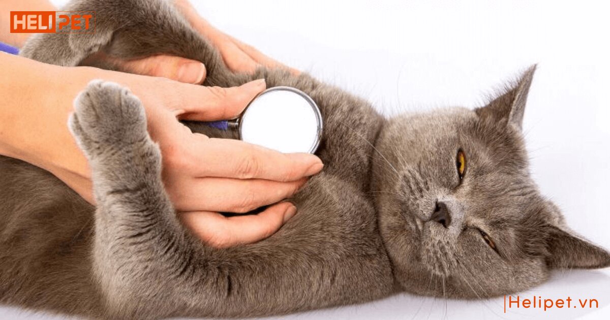 mèo bị suy thận có chữa được không