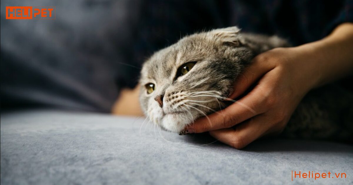 mèo bị suy thận có chữa được không