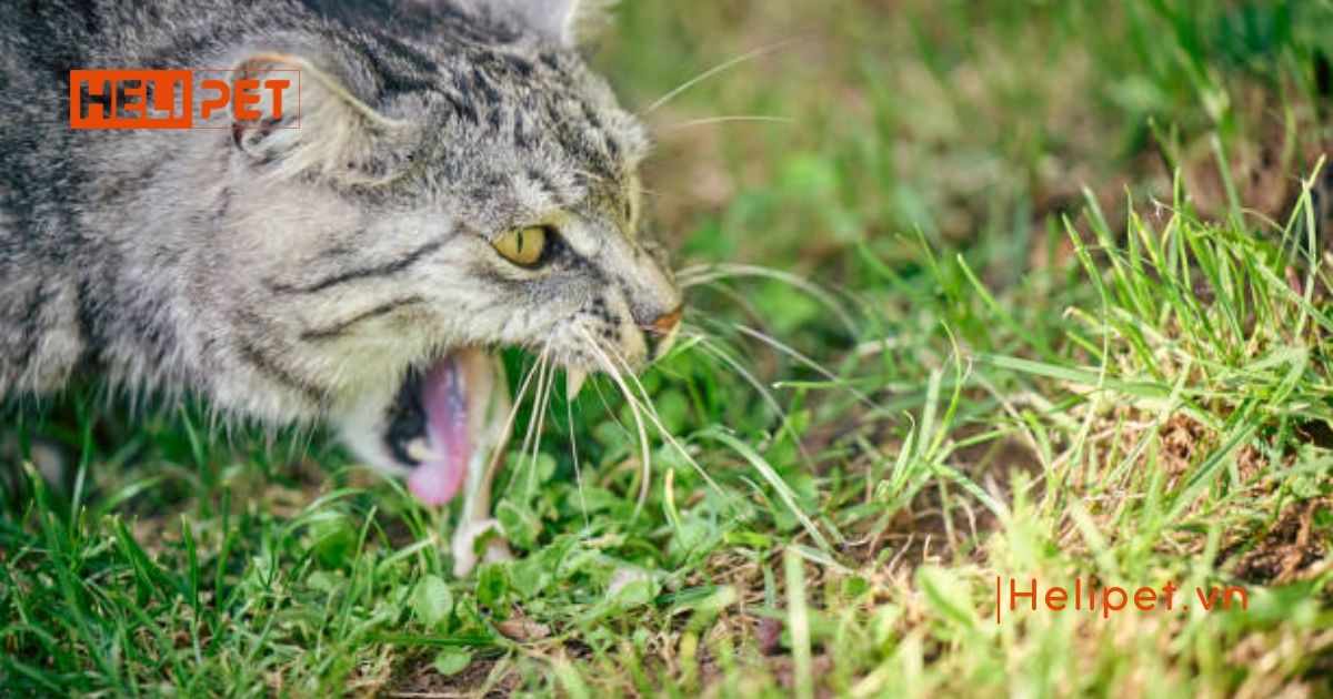 Mèo bị tắc búi lông: