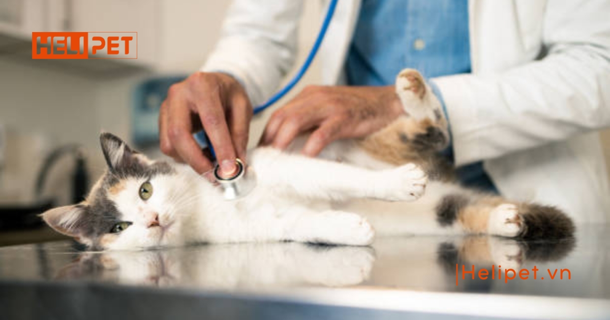 Mèo bị tắc búi lông: