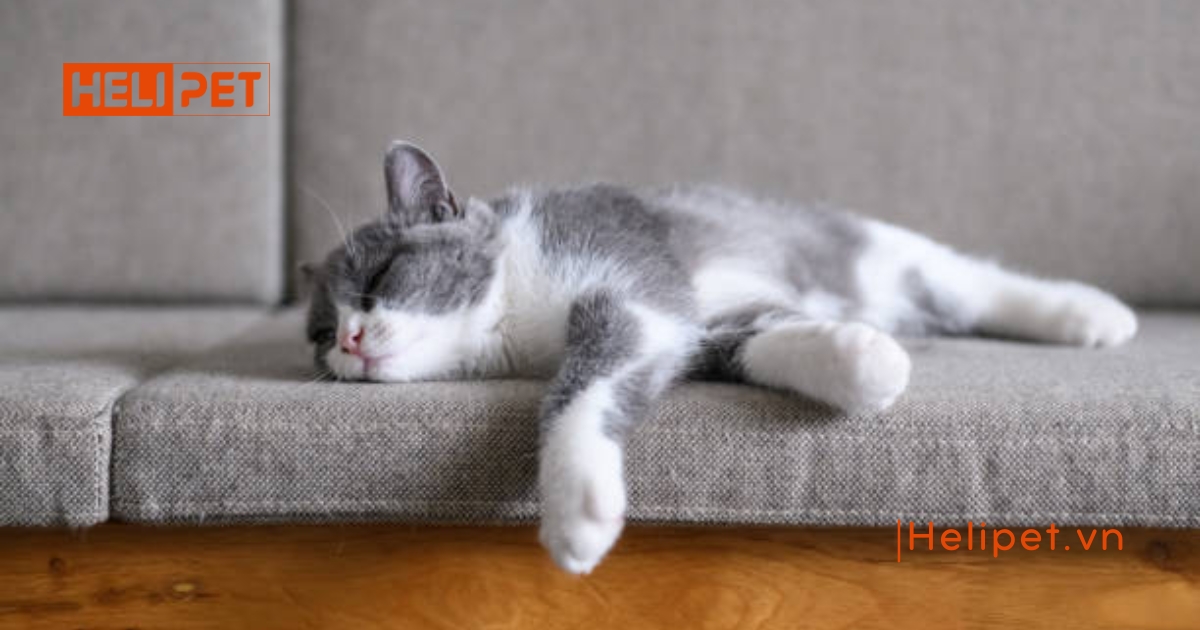 Mèo bị tắc búi lông: