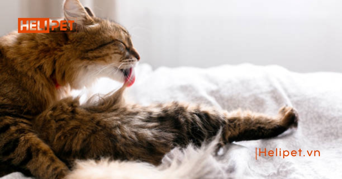 Mèo bị tắc búi lông: