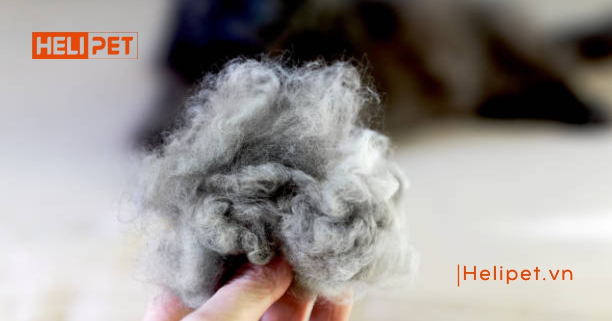 Mèo bị tắc búi lông: