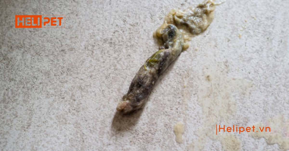 Mèo bị tắc búi lông: