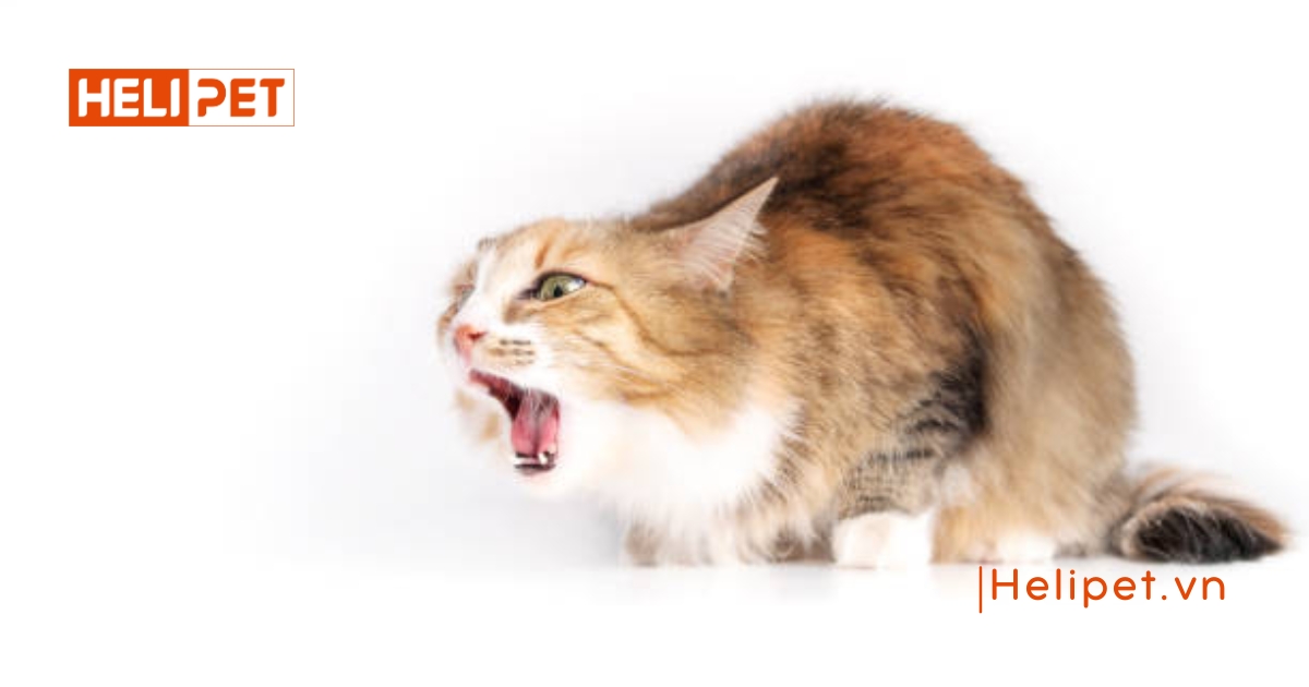 Mèo bị tắc búi lông: