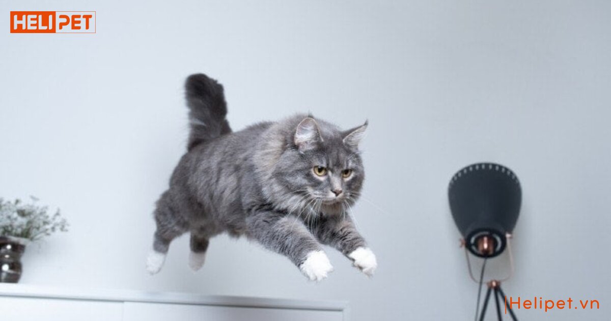 mèo bị tăng động