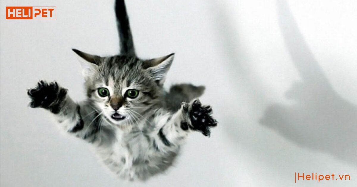 mèo bị tăng động