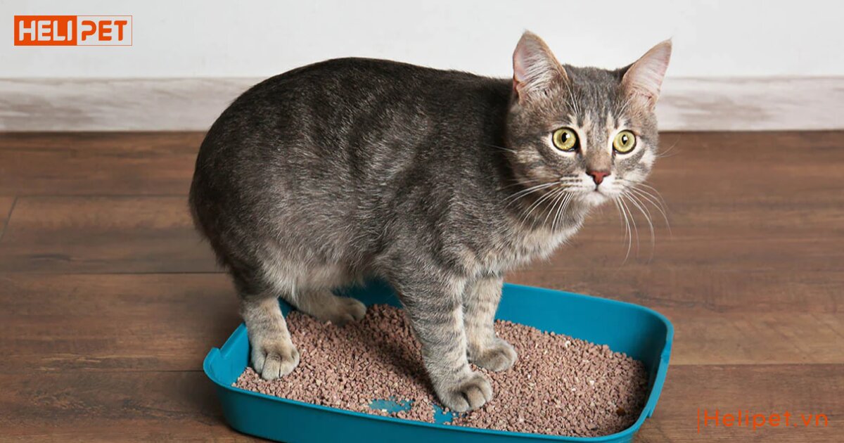 mèo bị tăng động