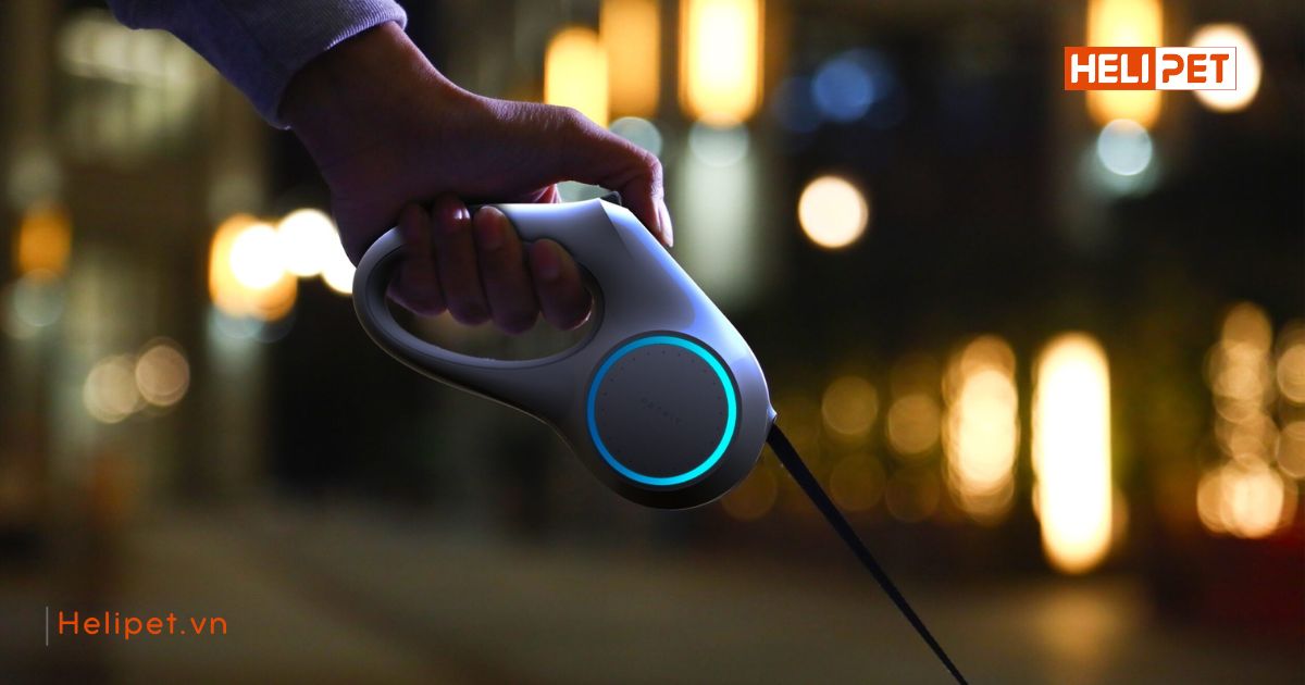 mèo bị tăng động