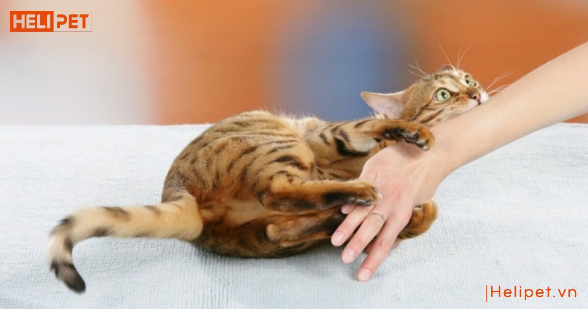 mèo bị tăng động