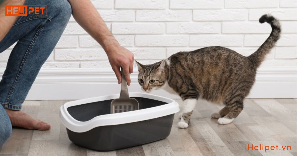 mèo bị tăng động