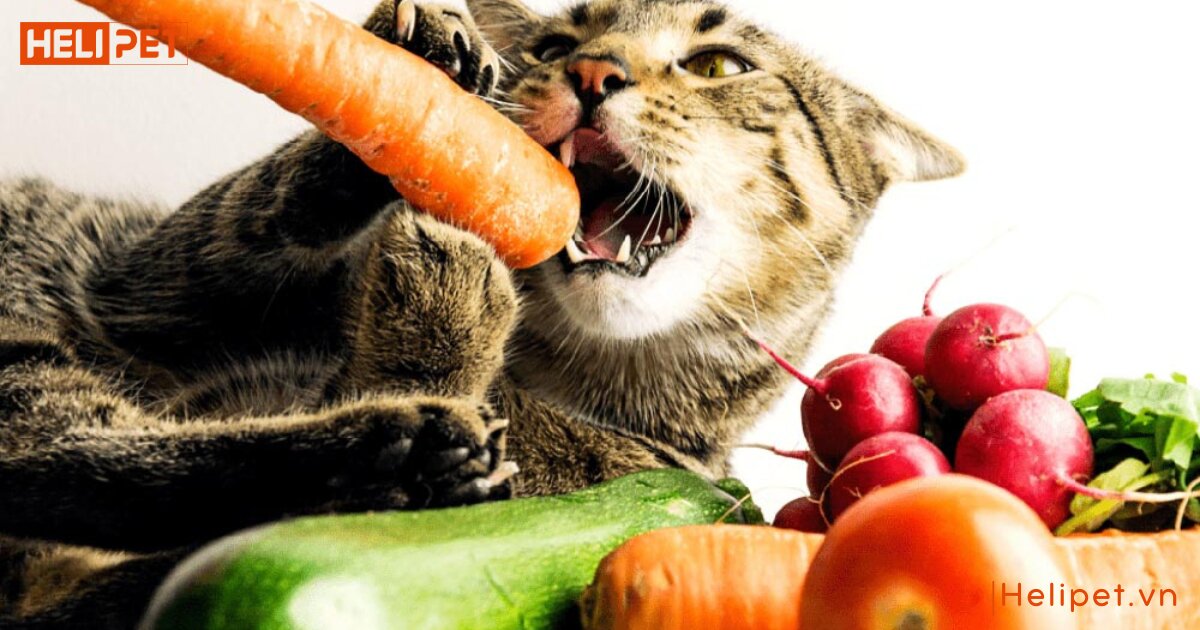 Mèo bị táo bón ra máu