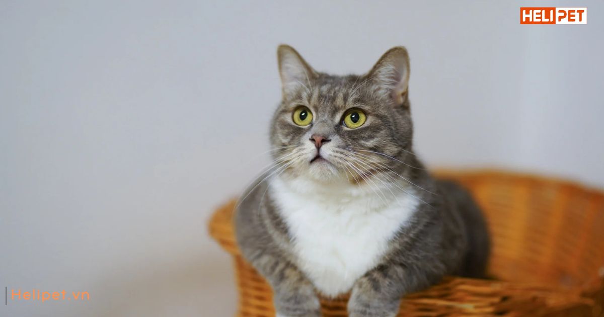 Khi mèo bị táo bón thì phải làm sao