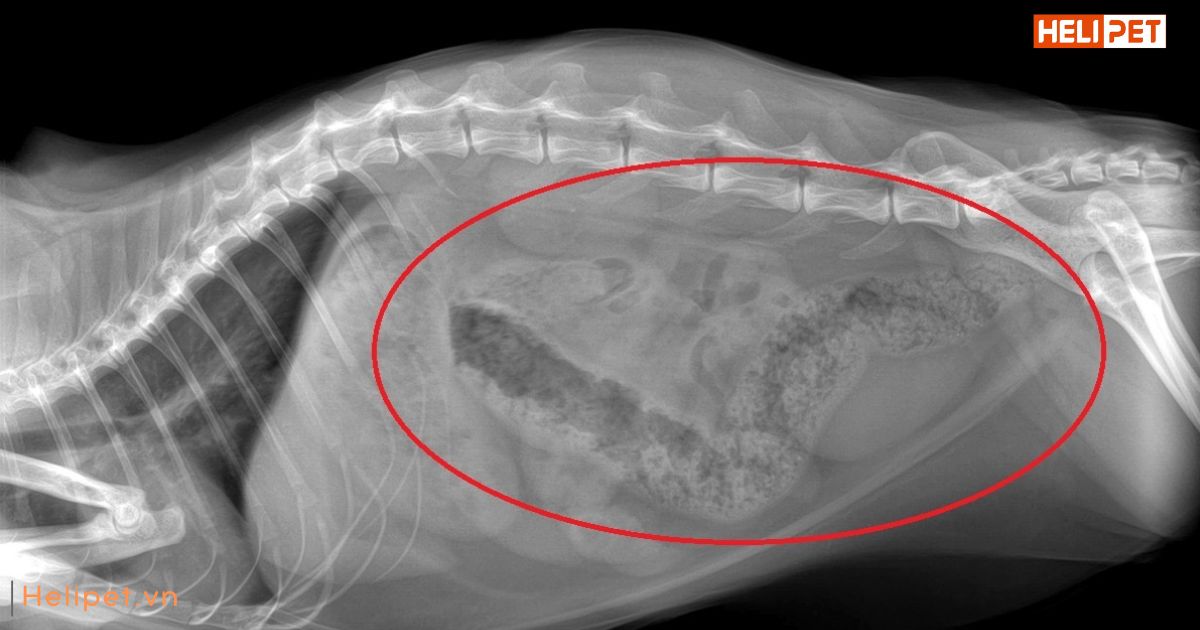 Khi mèo bị táo bón thì phải làm sao