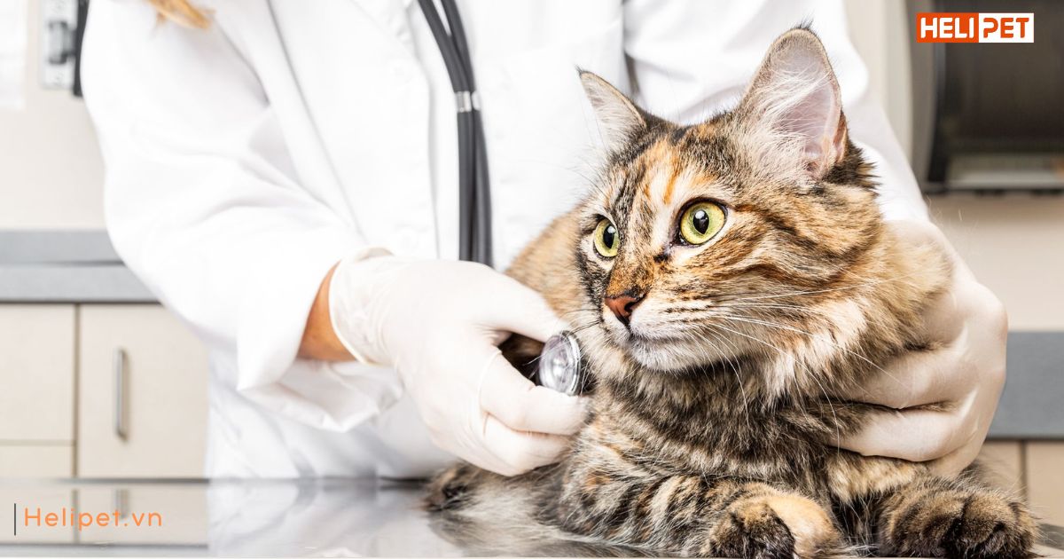 Khi mèo bị táo bón thì phải làm sao