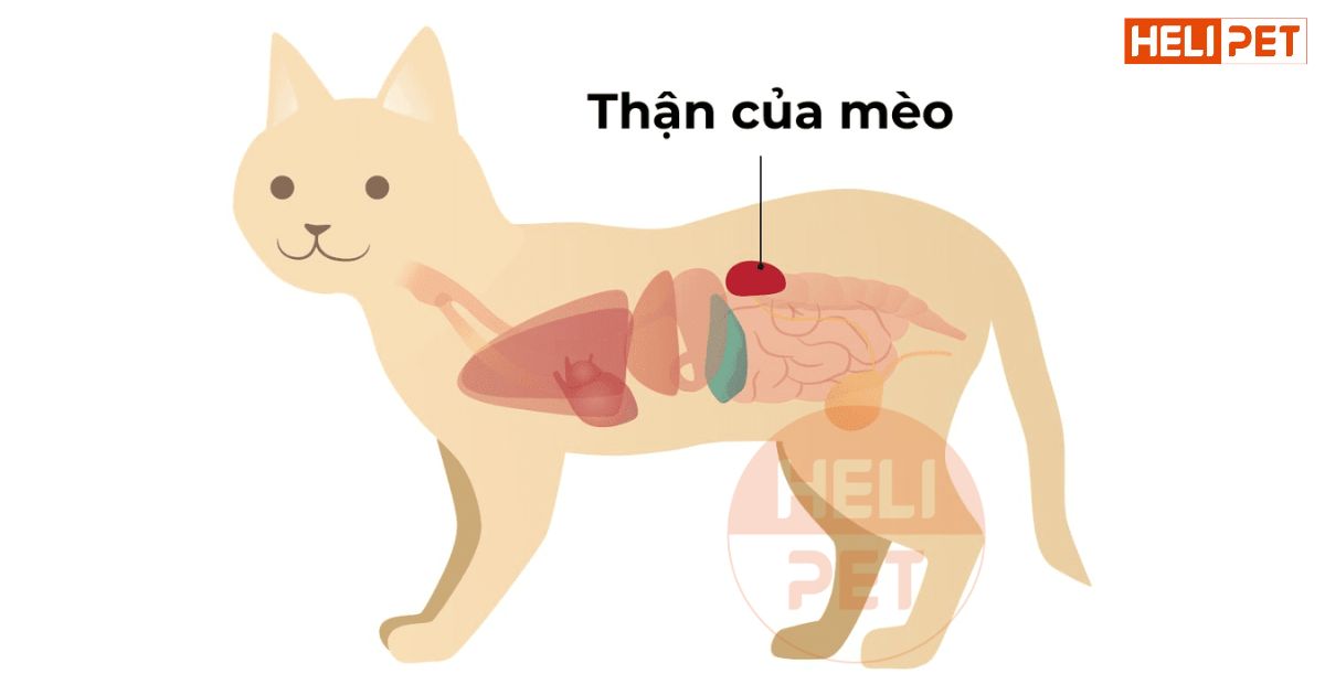 mèo bị thận