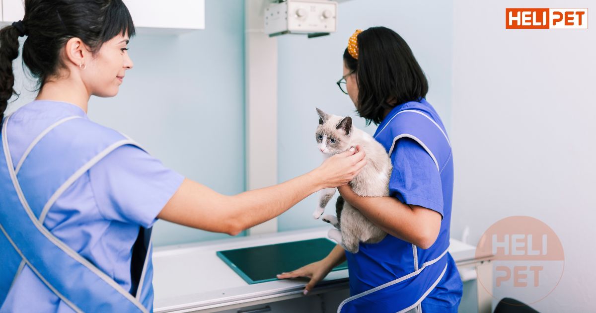 Mèo bị thận nên ăn gì