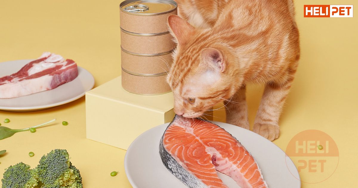 Mèo bị thận nên ăn gì