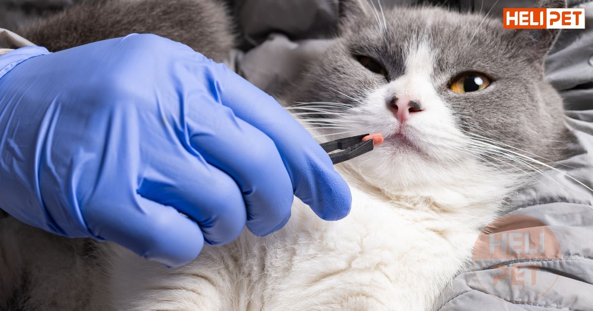 Mèo bị thận nên ăn gì