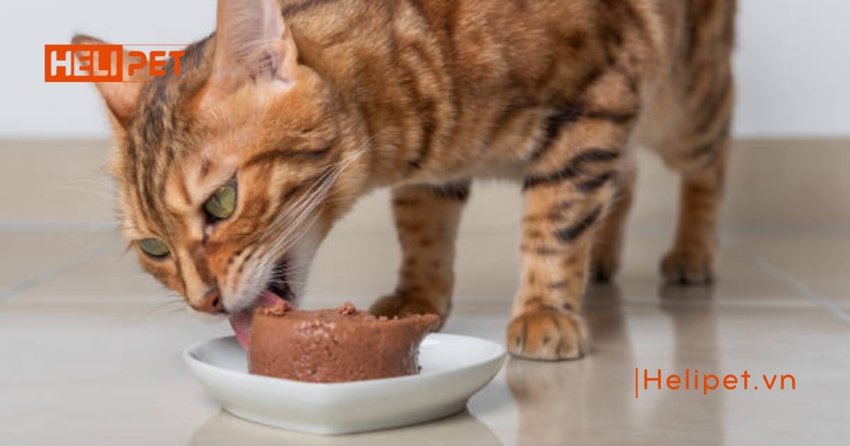 Mèo bị tiểu dắt