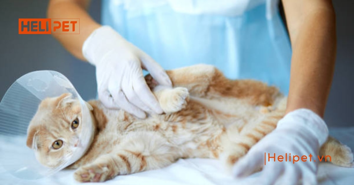 Mèo bị tiểu dắt