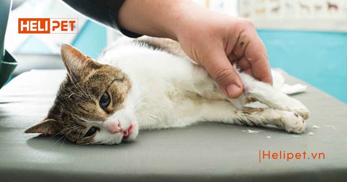 Mèo bị tiểu dắt