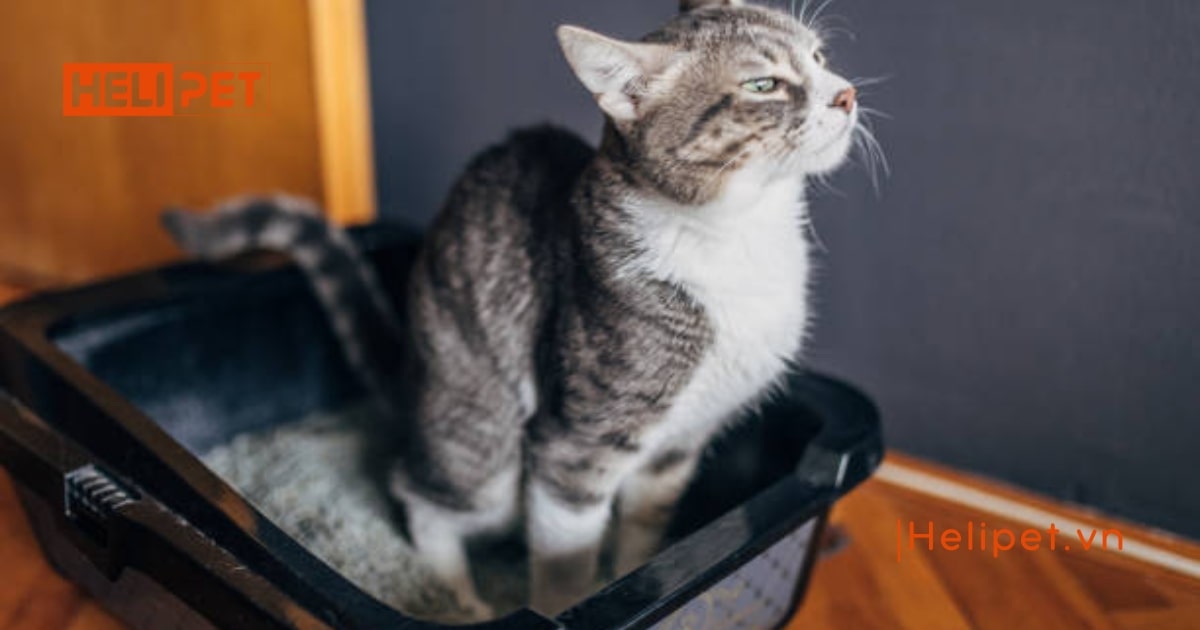 Mèo bị tiểu dắt