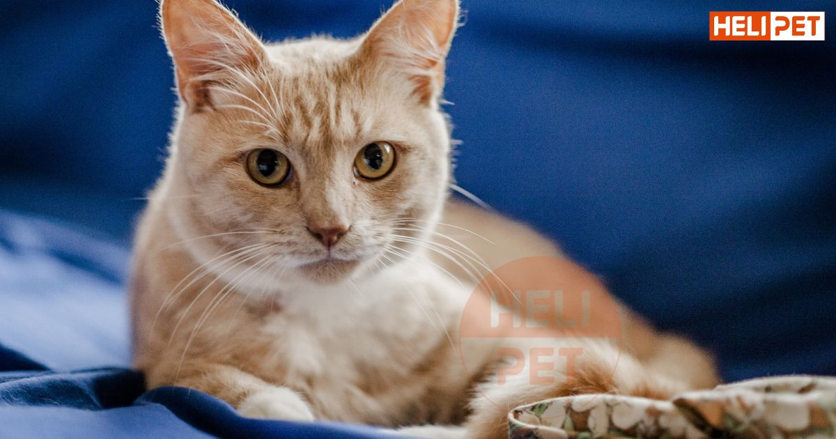 Mèo bị tiểu đường