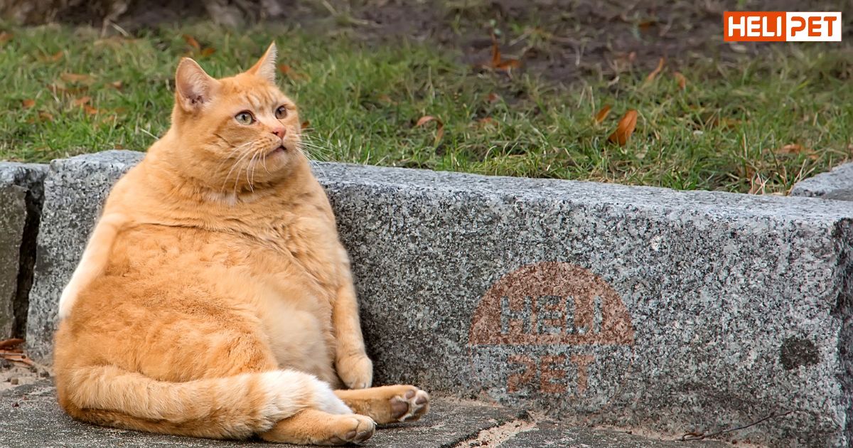 Mèo bị tiểu đường