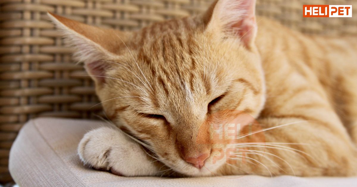 Mèo bị tiểu đường