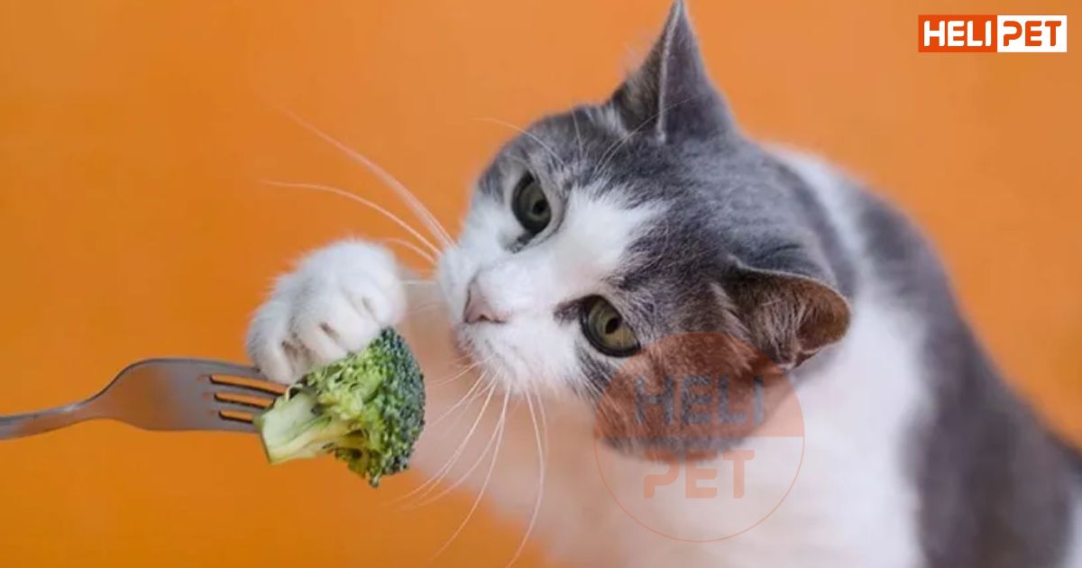 Mèo bị tiểu đường